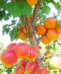 Саджанець Agro-Market Абрикос помаранчевий з рум'янцем Пам'яті Кащенка (Memory of Kashchenka) (преміальний сорт, середнього терміну дозрівання) 1 шт. в упаковці (51144)