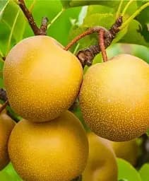 Саджанець Agro-Market Азіатська груша Шин Лі (осінній сорт) 1 шт. в упаковці (101604)