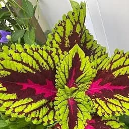 Саджанець Agro-Market Колеус Wizard Rose (153053)