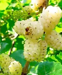 Саджанець Agro-Market Шовковиця великоплідна Медова (літній сорт, ранній термін дозрівання) 1 шт. в упаковці (49605)