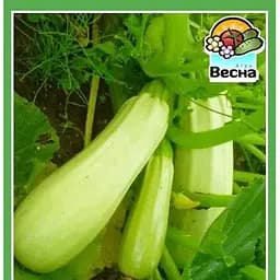 Семена Весна Кабачок Одесский кустовой 2 г (18679)
