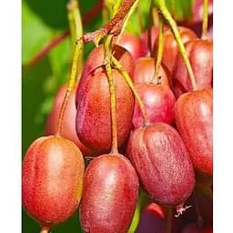 Саженец Agro-Market Актинидия 2-х летняя аргута Скарлет Септембер (мини-киви, морозостойкий сорт) вазон С1 (136999) 1 шт.