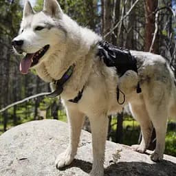 Рюкзак для собак Ultimate Direction Dog Vest V2 L Чорний-Сірий - мініатюра 4