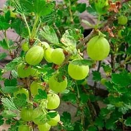 Агрус на штамбі Agro-Market "Інвікта" (Invicta) (середнього терміну дозрівання, великоплідний сорт) (35953) 1 саджанець в упаковці