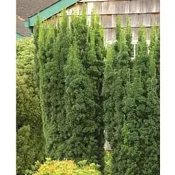 Тис середній "Hicksii" (ком/сітка) висота 70-80см (189065) 1 шт