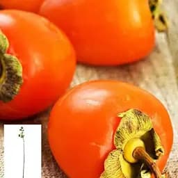 Хурма на віргінській морозостійкій підщепі Agro-Market "Бичаче серце" вкорінена в контейнері (саджанець 2 роки) (153263) 1 саджанець в упаковці