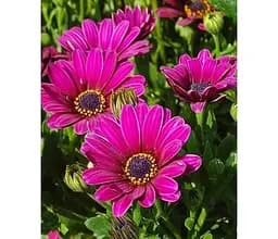 Саджанець Agro-Market Остеоспермум Elena (контейнер №10 висота 10-20 см) (82948) 1 шт. в упаковці