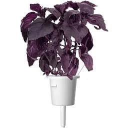 Змінний картридж Click & Grow Smart Garden Червоний базилік, 3 капсули (7427)