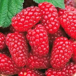 Малина "Благородная" (средний срок созревания, высокоурожайный и бесшипый сорт) 1-летний саженец (189530) 1 шт.