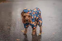 Дощовик-накидка з капюшоном для собак Waudog Clothes Апельсини XL А 55-61 см B 68-80 см С 42-52 см - мініатюра 9