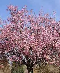 Саджанець Agro-Market Сакура 4-річна японська Канзан вазон С7.5 висота 180-210 см 1 шт. в упаковці (181138)