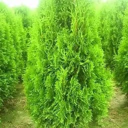 Саженец Agro-Market Туя Брабант (Brabant) горшок P9 (38177) 1 шт. в упаковке