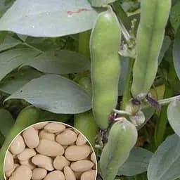 Бобы "Белые" ТМ "Весна" 10г (22321)