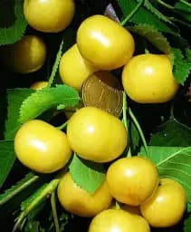 Саджанець Agro-Market Черешня пірамідальна жовта 1 шт. в упаковці (45318)