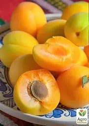 Саджанець Agro-Market Абрикос Улюблений 1 шт. в упаковці (43996) - мініатюра 2