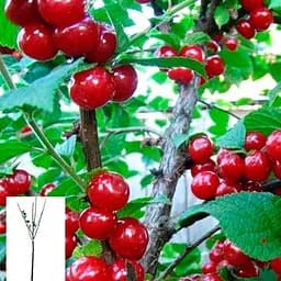 Вишня "Повстиста" укорінена в контейнері (саджанець 2 роки) (153248) 1 саджанець в упаковці