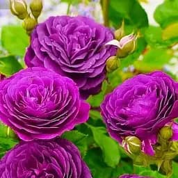 Троянда флорібунда Ebb Tide саджанець класу АА+ вищий сорт 1 шт. в упаковці (63859)