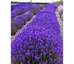 Саджанець Agro-Market Лаванда насичено-яскравого фіолетового кольору Матильда (Matilda) (преміальний вічнозелений морозостійкий сорт) (47670) 1 шт. в упаковці