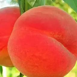 Саджанець Agro-Market Персик Полум'яний (16181) 1 шт. в упаковці