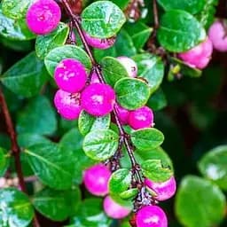 Снегоягодник Шено "Hancock" С2 (187656) 1 саженец