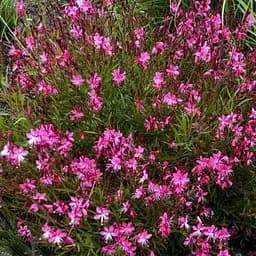 Гаура Ліндхеймера "Cherry Brandy" (ефектний багаторічник) (189484) 1 саженец