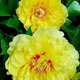 Пион ИТО "Yellow Heaven" 1 шт (38273) (Корневище)