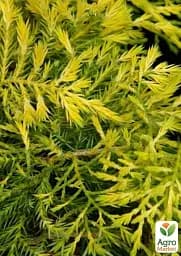 Саджанець Agro-Market Ялівець середній 3-річний Sheridan Gold С3 діаметр 25-30 см 1 шт. в упаковці (176862) - мініатюра 3