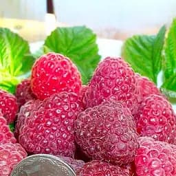 Саджанець Agro-Market Малина червона Космічна (Space) преміальний морозостійкий, ремонтантний сорт) 2шт 2 шт. в пакуванні (51175)