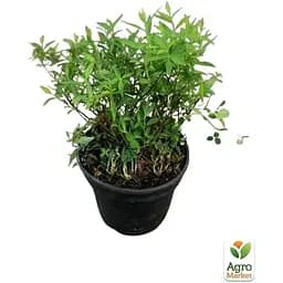 Саджанець Agro-Market Спірея японська 2-х річна Shirobana вазон С2 висота 20-40 см (176824) 1 шт. в упаковці - мініатюра 2
