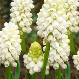 Мускари "Botryoides Album" (размер 5/+, средний) 5 шт (17208)