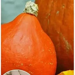 Насіння Весна на вагу Гарбуз Солодкий інжир ціна за 10 г (49350)