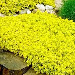 Саджанець Agro-Market Очиток Жовта королева (Sedum acre Yellow Queen) (60443) 1 шт. в упаковці