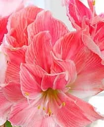 Луковица Agro-Market Гиппеаструм махровый Sweet Nymph Амариллис 1 шт. в упаковке (47638)