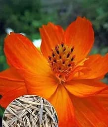 Семена Весна Космея Оранжевая махровая, на вес, цена за 2 г (22470)