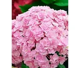Саджанець Agro-Market Гортензія крупнолистова ремонтантна Doppio Nuvola вазон Р9 (183479) 1 шт. в упаковці