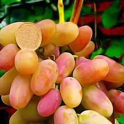 Саженец Agro-Market Виноград Виктор (ранний срок созревания, гроздья очень большие, массой 500-1000г) 1 шт. в упаковке (17697)