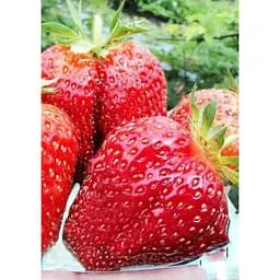 Саджанець Agro-Market Полуниця Кебот (Cabot) 5шт (пізній термін дозрівання, має тривалий термін зберігання) (38174)