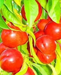 Саджанець Agro-Market Нектарин Флейвор Топ (літній сорт, середній термін дозрівання) (39945) 1 шт. в упаковці - мініатюра 2