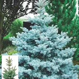 Ялина колюча Agro-Market блакитна Супер Блю Picea pungens Super Blue S10 висота 80-100 см 71694 1 саджанець в упаковці