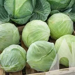 Капуста білоголова Садиба Саксесор F1, 20 шт.