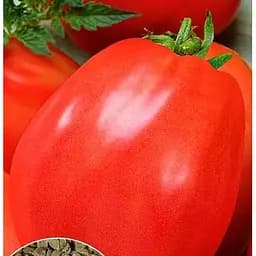 Семена Весна Томат Кроткий Зипер 0.5 г (20579)