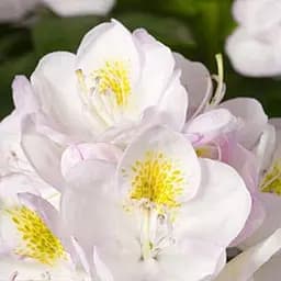 Саженец Agro-Market Рододендрон Gomer Waterer вазон Р13 (181754)