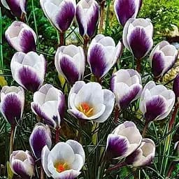 Крокус ботанический "Prins Claus" (размер 5/7, средний) 5 шт (39435)