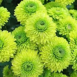 Хризантема мультифлора шаровидная "Verdisimo" (185963) 1 саженец