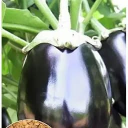 Насіння Весна на вагу Баклажан Чорний Красень ціна за 2 г (13392)