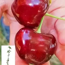 Черешня "Гігантелла" укорінена в контейнері (саджанець 2 роки) (153205) 1 саджанець в упаковці