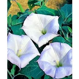 Датура "Голубая" (Зипер) Весна 2г (22920)