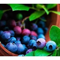 Саджанець Agro-Market Лохина (чорниця садова) Шантеклер (Chanticleer) (ранній термін дозрівання, високоврожайний сорт) 1 саджанець (36263) - мініатюра 2