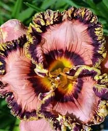 Лілійник Agro-Market Vegas Jackpot 1 шт. в упаковці