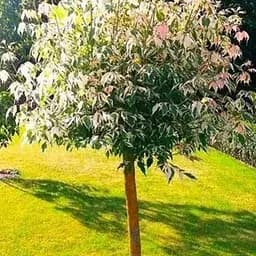 Клен на Agro-Market штамбе Фламинго высота 1.3-1.5м 144823 1 саженец в упаковке